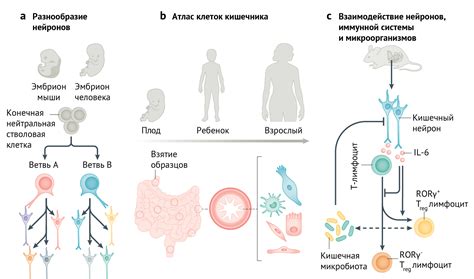 Регуляция работы нейронов