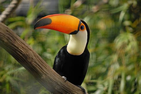 Рекомендации по использованию Toucan bird