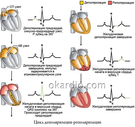 Реполяризация миокарда желудочков