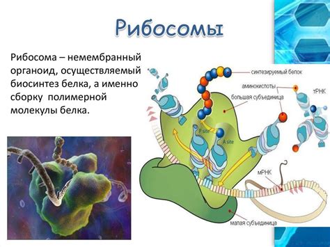 Рибосомы: белковый завод клетки