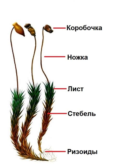 Ризоиды и корни: различия и функции