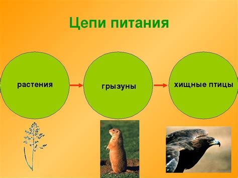 Риски и негативные последствия питания птиц остатками ракушек