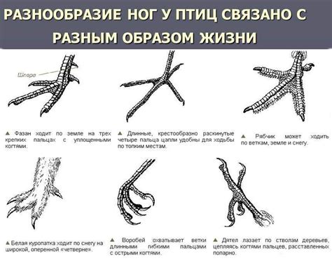 Риски самостоятельного удаления кожи с ноги птицы