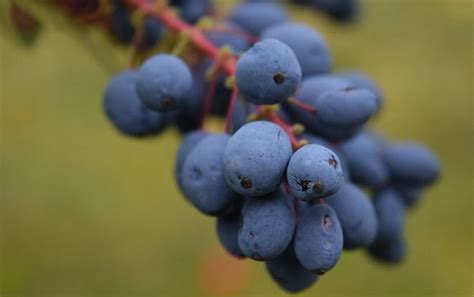 Риски употребления чабреца при сахарном диабете