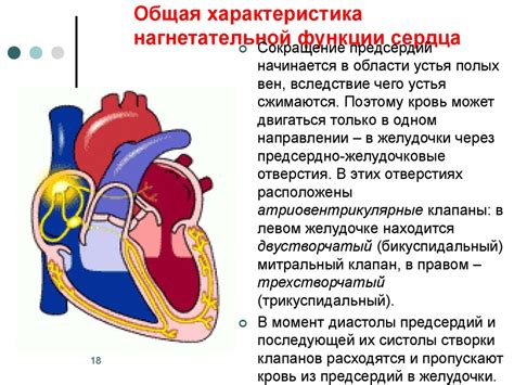 Ритмические изменения функции сердечной мышцы передней половины сердца: их клиническое значение