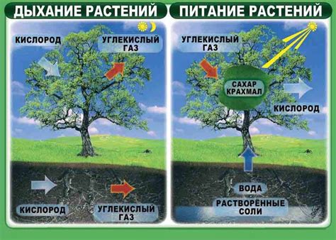 Ролевая функция хлорофилла в обмене веществ растений