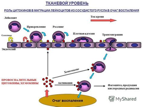 Ролевая функция цитокинов в снижении жара под влиянием воспаления