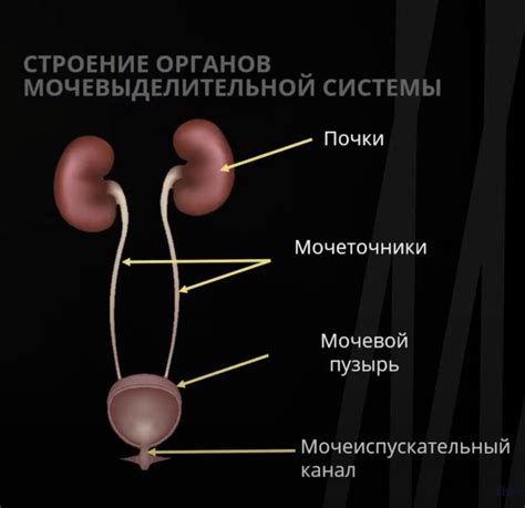 Роль "это" в выделительной и предикативной функциях