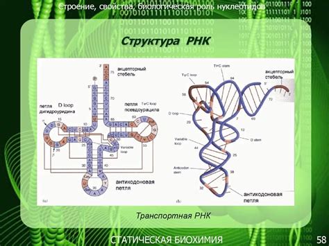 Роль РНК в процессе синтеза