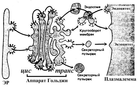 Роль аппарата Гольджи