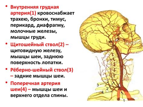 Роль архитектуры нижней ветви организма