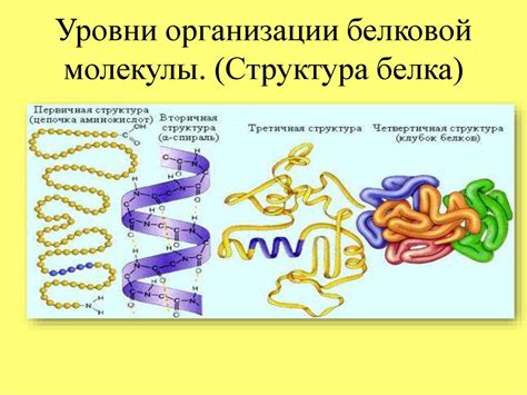 Роль белков в функционировании мозга