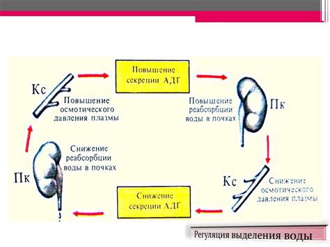 Роль биоразнообразия в поддержании равновесия