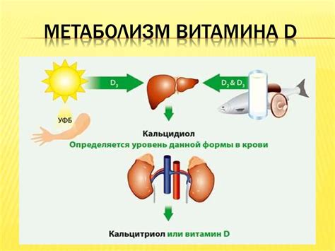 Роль витамина D в улучшении ооцитогенеза