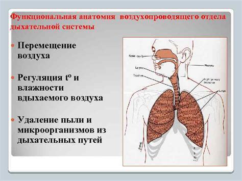 Роль влажности воздуха для здоровья дыхательной системы