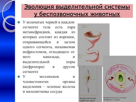 Роль выделительной системы у круглых червей