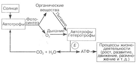 Роль в органических процессах и выработке энергии