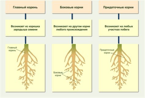 Роль в развитии растения