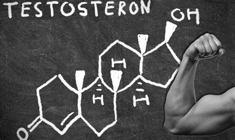 Роль гормона тестостерон в мужском организме