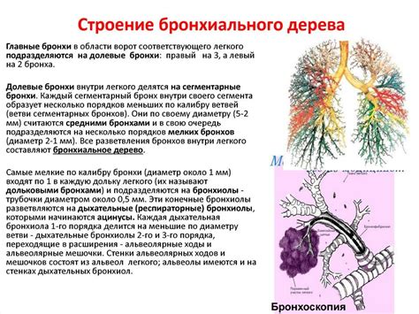 Роль дыхания в клеточном обмене