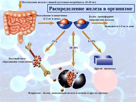 Роль железа в организме и последствия его недостатка