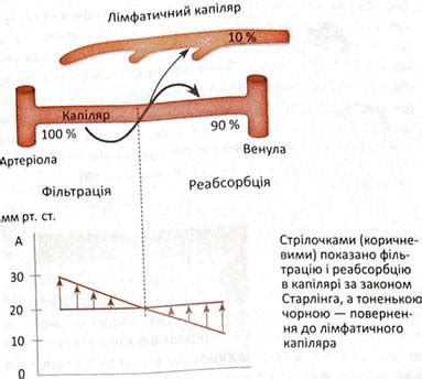 Роль интракраниальных сосудов в кровообращении