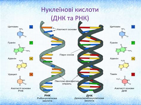 Роль и задачи ДНК-подобной РНК в организме