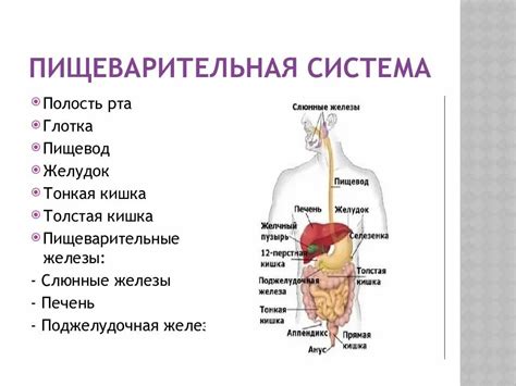 Роль и значение рубца и сетки в процессе пищеварения