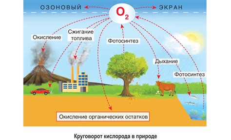 Роль кислорода в процессе