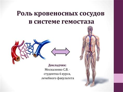 Роль кровеносных сосудов в жизни человека