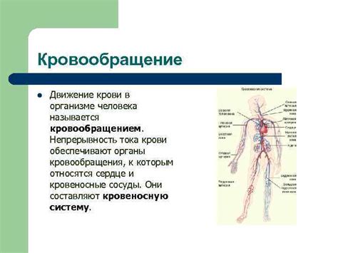 Роль крови в организме