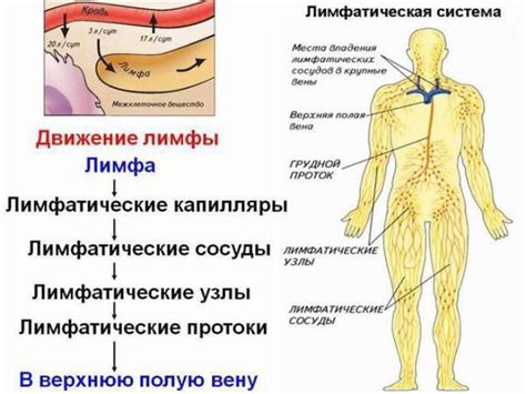 Роль лимфатических сосудов в пассивной дренажной функции