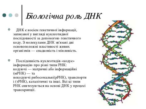 Роль матери в тесте ДНК