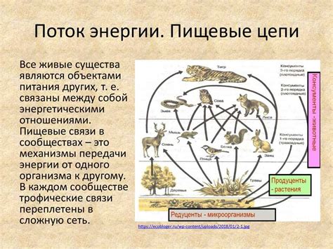 Роль меди в пищевой цепи