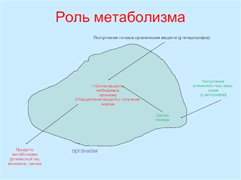 Роль метаболизма