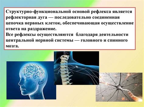 Роль нервной регуляции в жизнедеятельности организмов: цель, принципы и значение