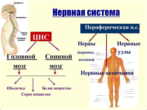 Роль нервной системы в возникновении икоты