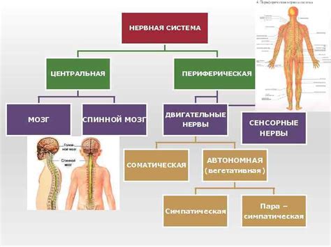 Роль нервной системы в жизнедеятельности человека