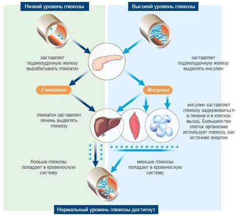 Роль питания в регулировании уровня глюкозы в крови