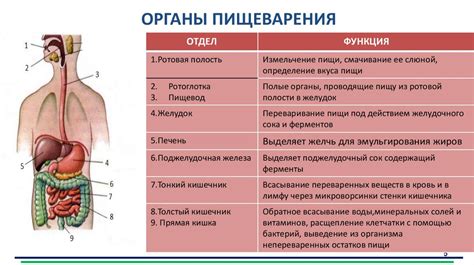 Роль пищеварения в качестве фактора, влияющего на качество сна