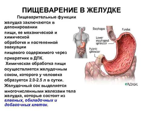 Роль пищевода в транспорте и механической обработке пищи