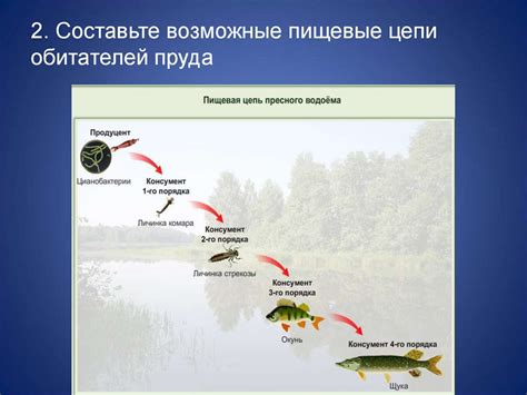 Роль пищевых цепей в экосистеме: основные сведения и заблуждения