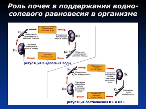 Роль почек в организме