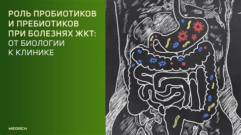 Роль пробиотиков в процессе уменьшения веса