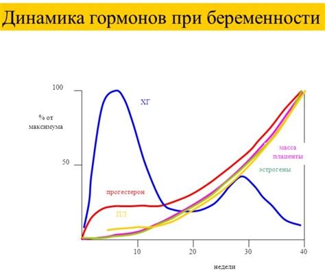 Роль прогестерона и ХГЧ в беременности: значение правильного соотношения