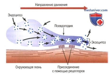 Роль ресничек в питании амёбы