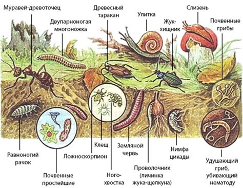 Роль ручьев в экосистеме