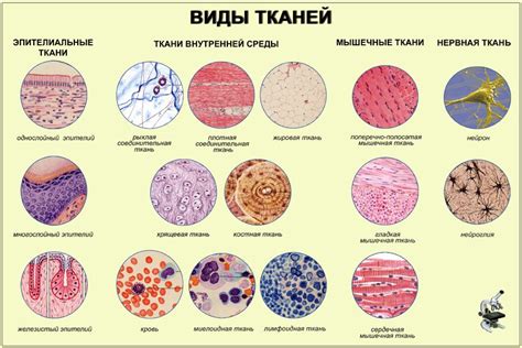 Роль связочной ткани в устойчивости и подвижности горла