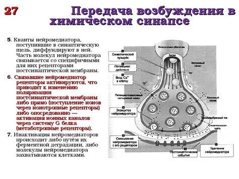 Роль синаптической передачи в механизме сохранения информации в головном мозге