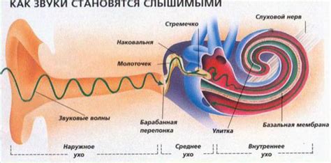 Роль уха в организме: обзор основных функций